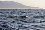 humpback whale
