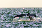 humpback whale