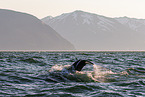 humpback whale