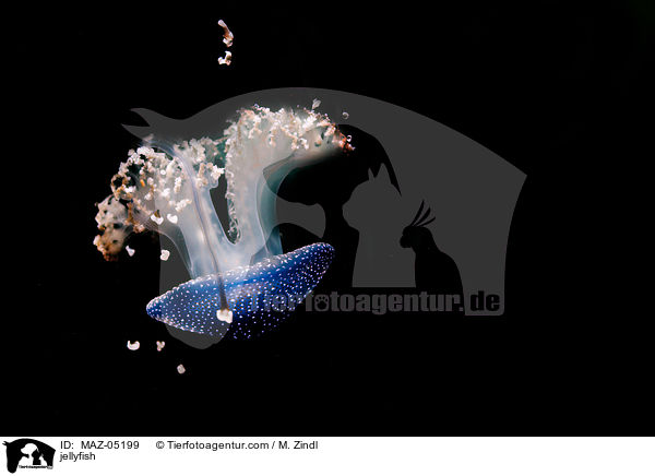 Qualle / jellyfish / MAZ-05199