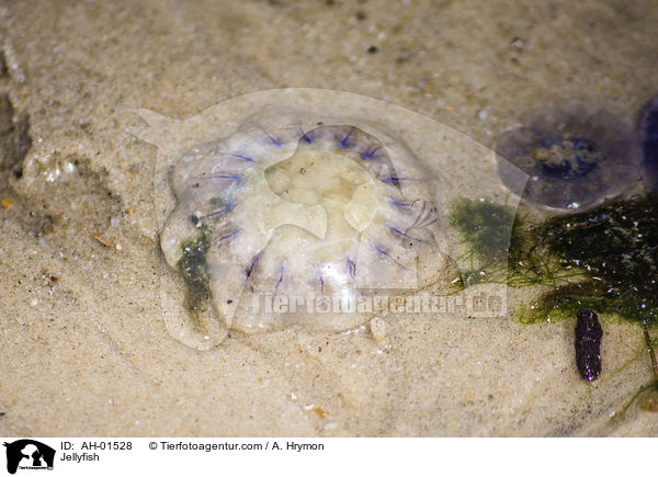Qualle / Jellyfish / AH-01528
