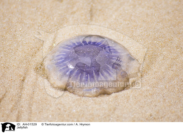 Qualle / Jellyfish / AH-01529