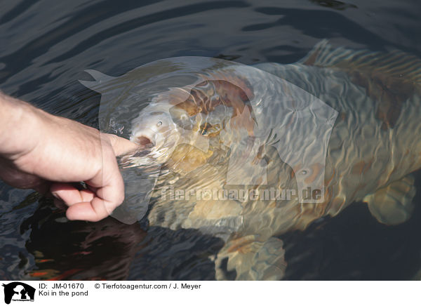 Koi in the pond / JM-01670