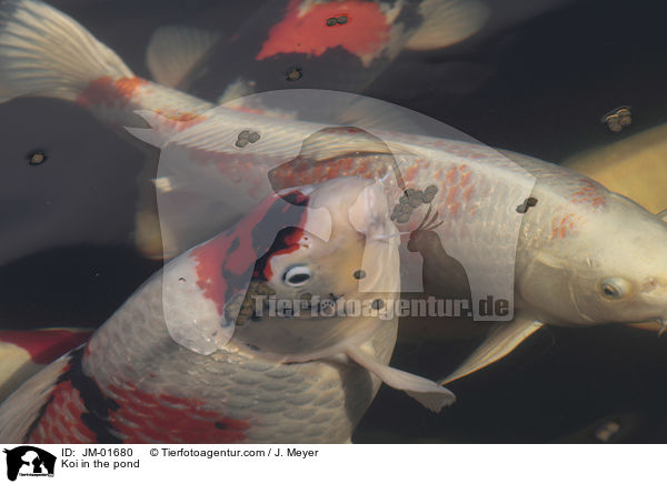 Koi in the pond / JM-01680