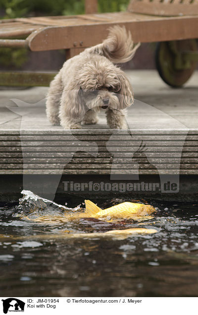 Koi mit Hund / Koi with Dog / JM-01954