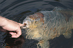 Koi in the pond