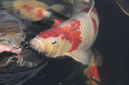 Koi in the pond