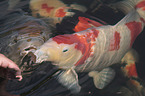 Koi in the pond