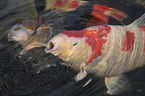 Koi in the pond