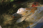 Koi in the pond