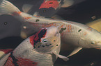 Koi in the pond