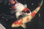 Koi in the pond