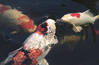 Koi in the pond