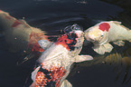 Koi in the pond