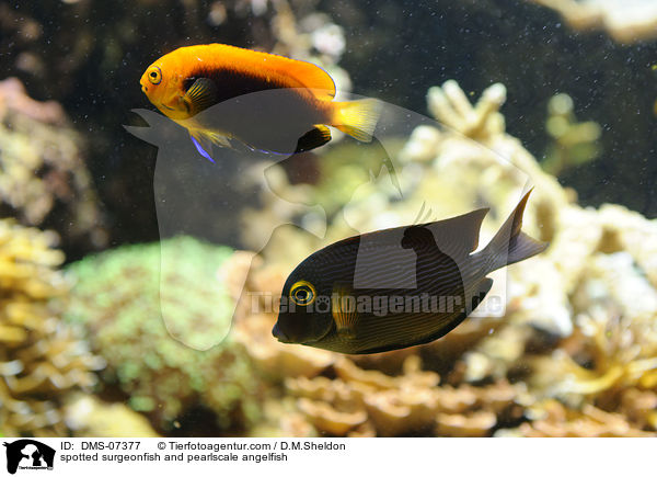 spotted surgeonfish and pearlscale angelfish / DMS-07377