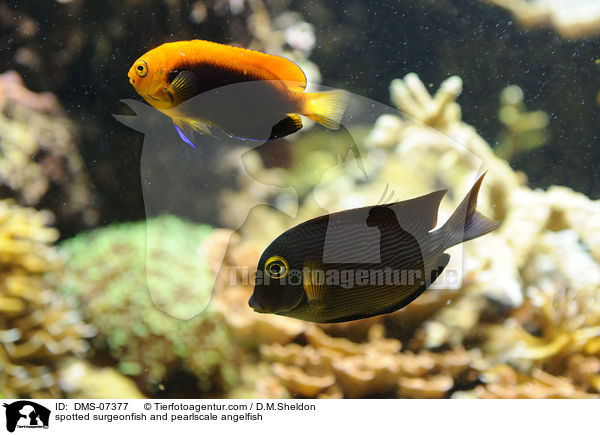 Goldring-Borstenzahndoktorfisch und Perlschuppen-Zwergkaiserfisch / spotted surgeonfish and pearlscale angelfish / DMS-07377