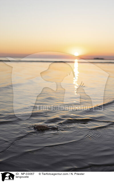 Languste / langouste / NP-03067