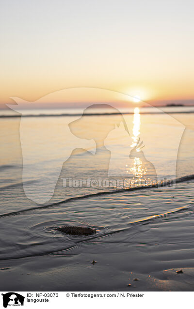 Languste / langouste / NP-03073