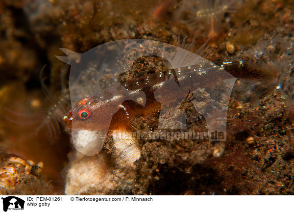 whip goby / PEM-01261