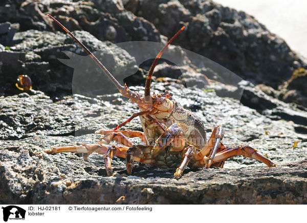 lobster / HJ-02181