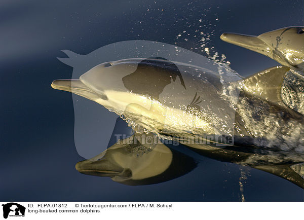 Langschnuzige Gemeine Delfine / long-beaked common dolphins / FLPA-01812