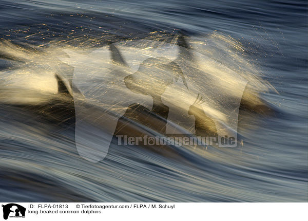 long-beaked common dolphins / FLPA-01813
