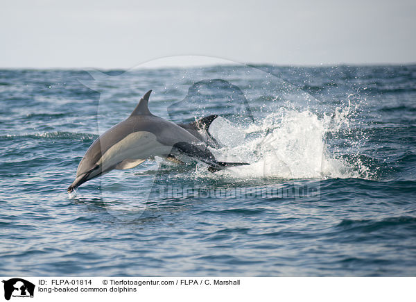 Langschnuzige Gemeine Delfine / long-beaked common dolphins / FLPA-01814
