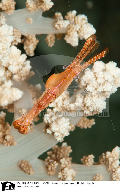 long nose shrimp / PEM-01153