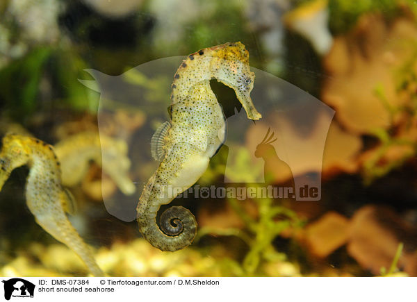 Langschnuziges Seepferdchen / short snouted seahorse / DMS-07384