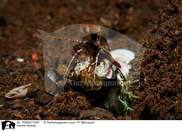Fangschreckenkrebs / mantis shrimp / PEM-01304