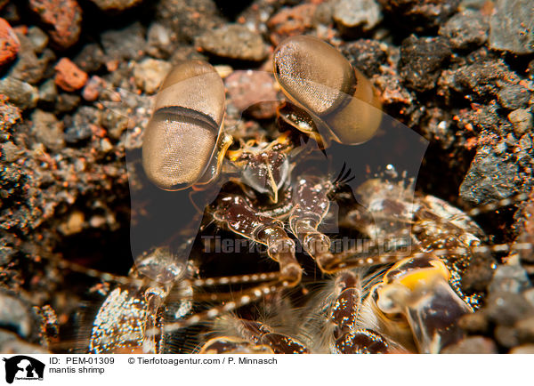 Fangschreckenkrebs / mantis shrimp / PEM-01309