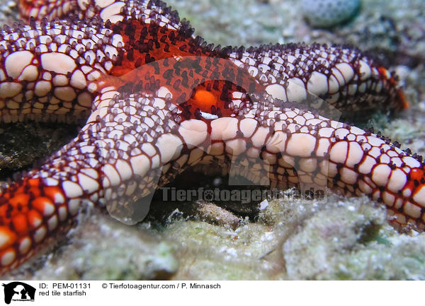 Perl-Seestern / red tile starfish / PEM-01131