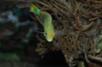 Mediterranean rainbow wrasse