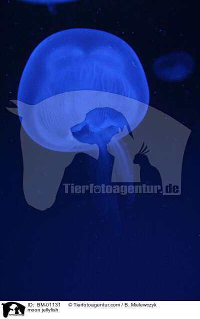 Ohrenqualle / moon jellyfish / BM-01131