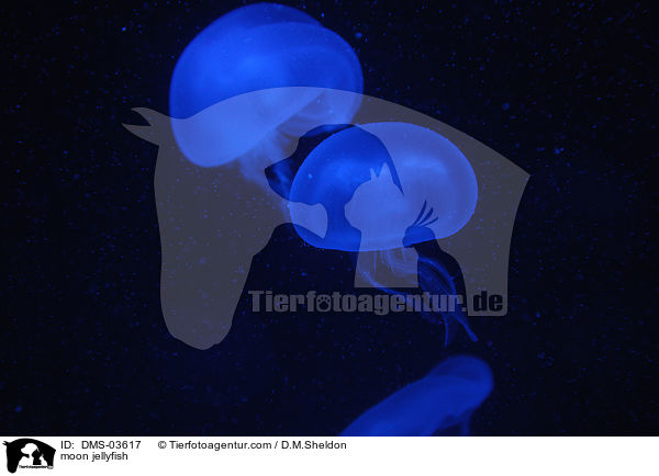 Ohrenquallen / moon jellyfish / DMS-03617