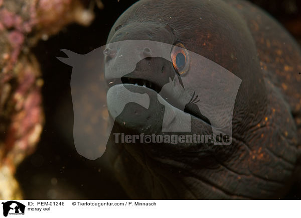 moray eel / PEM-01246