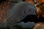 moray eel