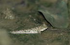 Mudskipper