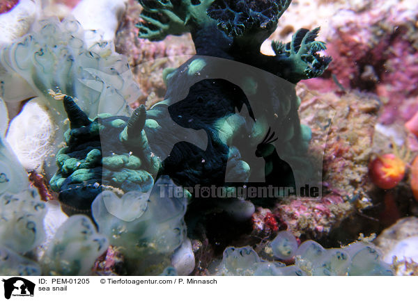 Neonstern-Schnecke / sea snail / PEM-01205