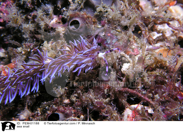 Fadenschnecke / sea snail / PEM-01188