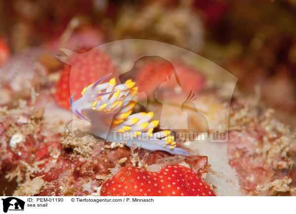 Fadenschnecke / sea snail / PEM-01190