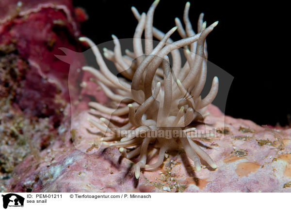 Fadenschnecke / sea snail / PEM-01211