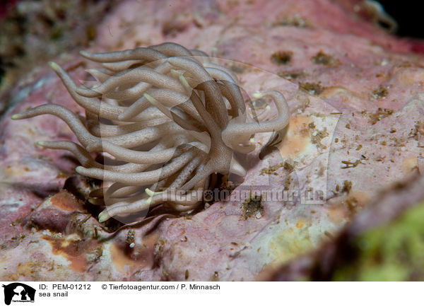 Fadenschnecke / sea snail / PEM-01212