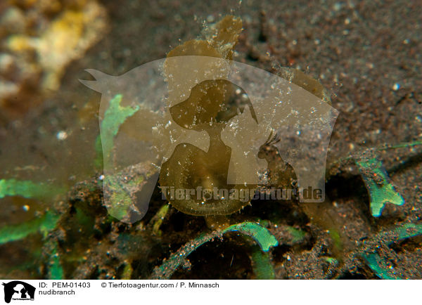 Baumschnecke / nudibranch / PEM-01403