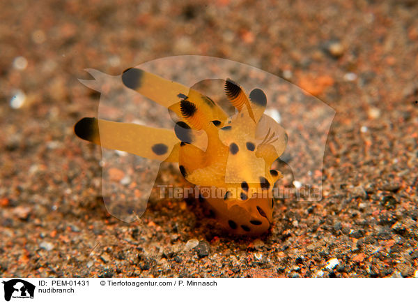 nudibranch / PEM-01431