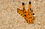 nudibranch