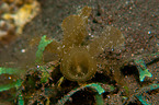 nudibranch