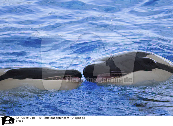 orcas / UB-01048
