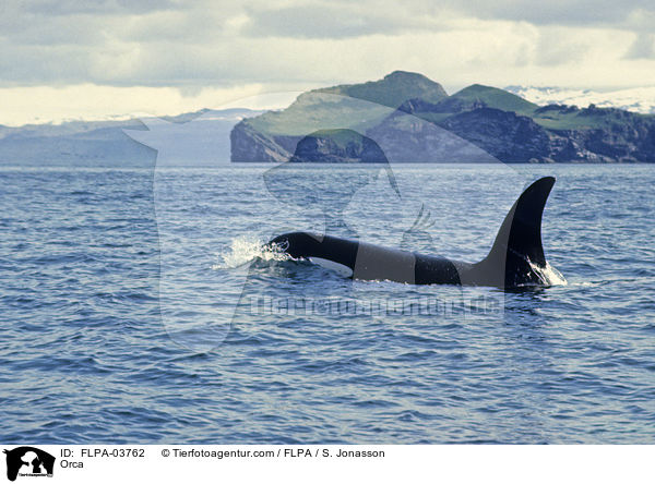 Orca / FLPA-03762