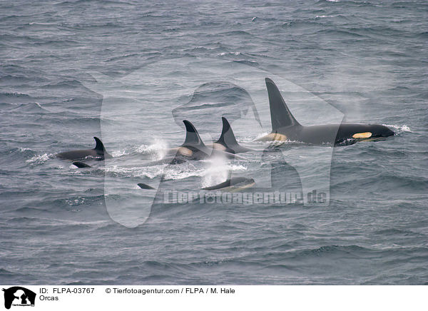 Schwertwale / Orcas / FLPA-03767